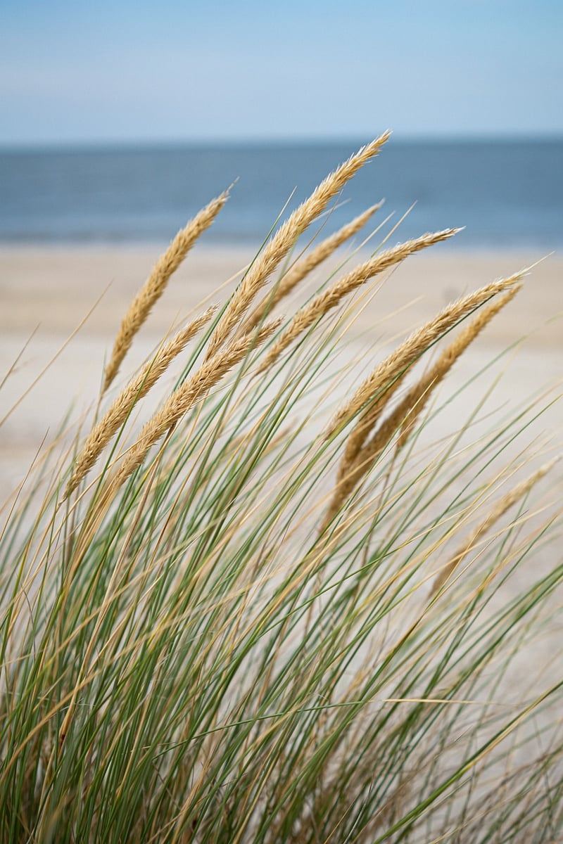 Beachfront Gardens